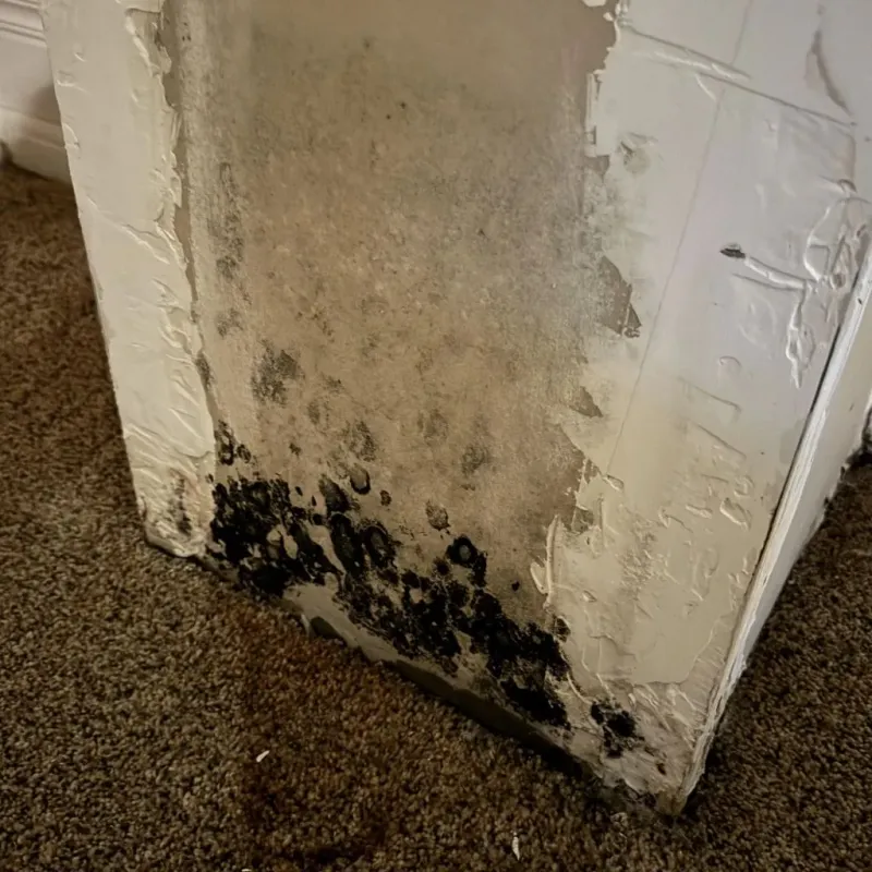 Professional Mold Removal in Moundridge, KS
